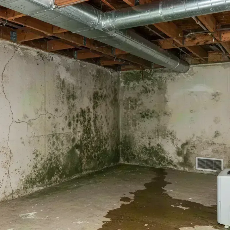 Professional Mold Removal in Medfield, MA